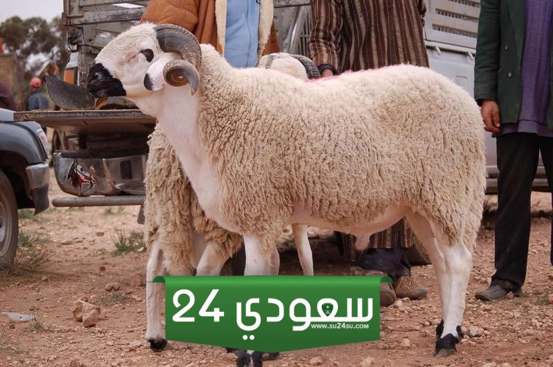 طريقة التسمية على الاضحية