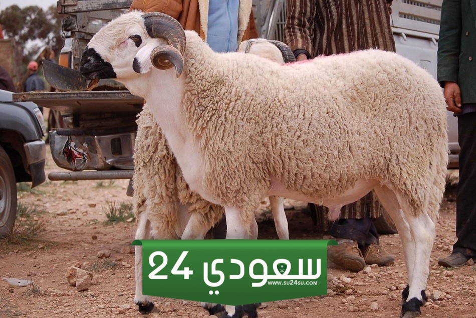 طريقة سلخ الذبيحه