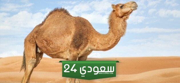 لماذا لحم الابل ينقض الوضوء وهل من الواجب الوضوء بعد تناول لحم الإبل ابن باز