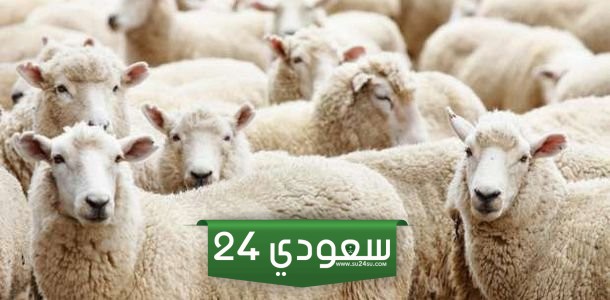 ما حكم شراء الاضحية بالتقسيط هل هو جائز أم لا