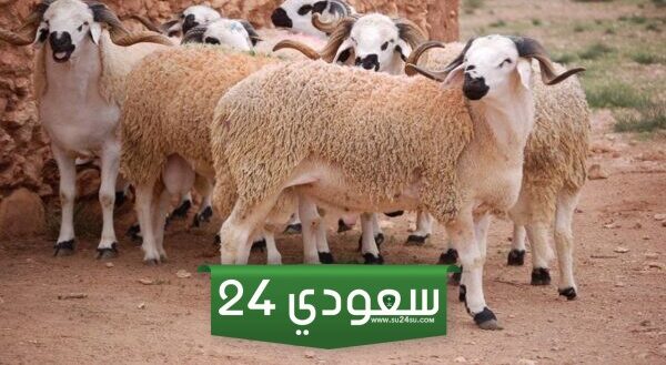ما هي اسعار الاضاحي في عيد الاضحى السعودية 1445 / 2024