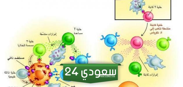 مكونات الجهاز المناعي وأهمية كل منها