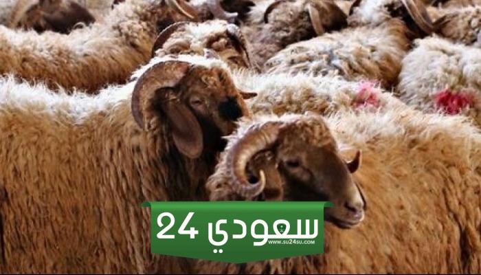 هل يجوز ذبح الأضحية ليلا