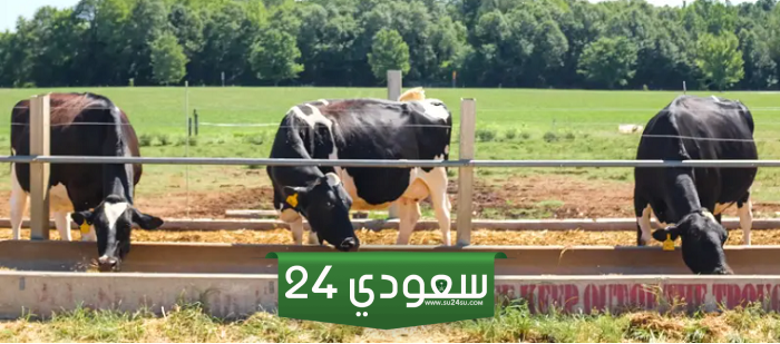 اكتشف 4 فرص عمل موسمي في كندا تنتظرك في عام 2024!