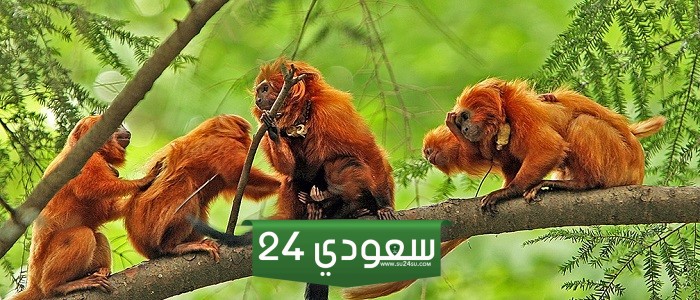 اسم حيوان بحرف الطاء