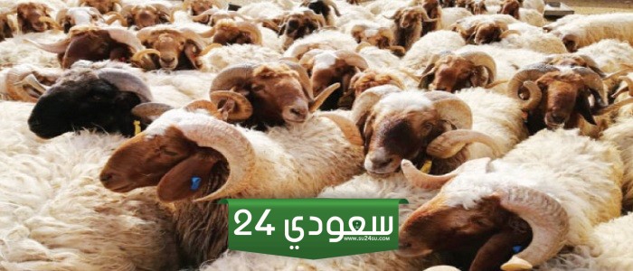 مواقع بيع الاضاحي المؤقته في الرياض 2024 ومواعيد العمل