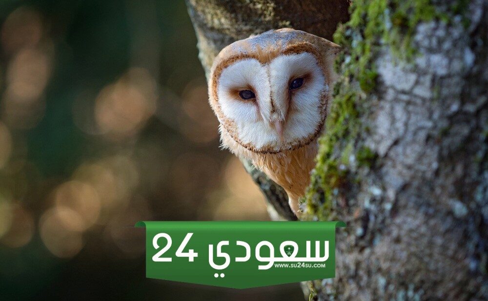 أبرز 14 تفسير رؤية البومة في المنام
