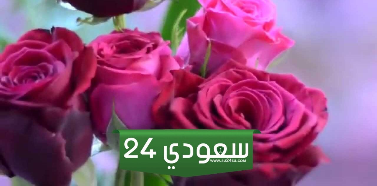أهم 12 تفسير حلم رؤية الورد الاحمر الوردي والبنفسجي في المنام