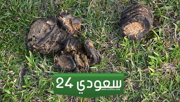 إليك أهم 13 تفسير حلم المشي على روث البقر والحيوانات في المنام