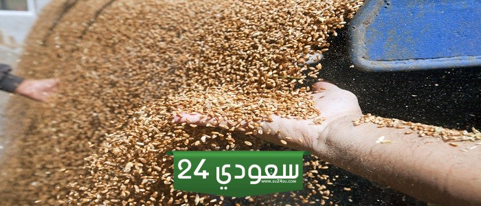 “التموين” تشترى القمح فى أحدث ممارسة دولية بـ115.8 مليون دولار