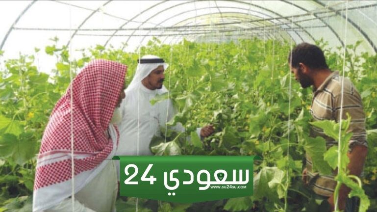 طلب عمالة زراعية جديدة في السعودية 1446" الطريقة والرابط"