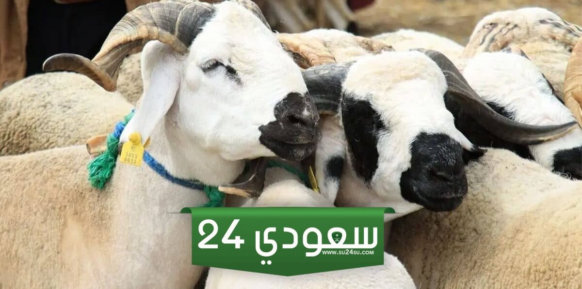 حكم الأضحية في عيد الأضحى وكيفيتها وشروطها