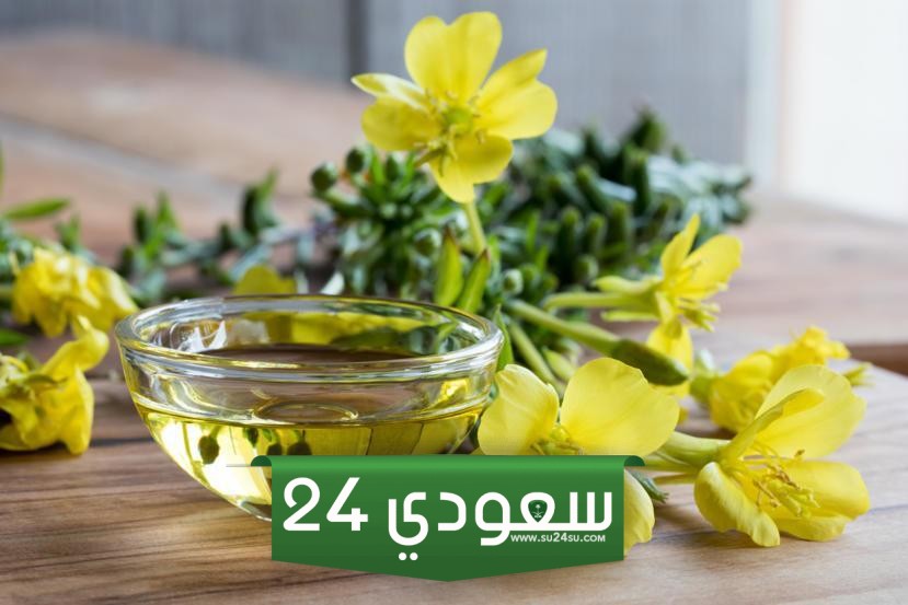 فوائد زهرة الربيع المسائية