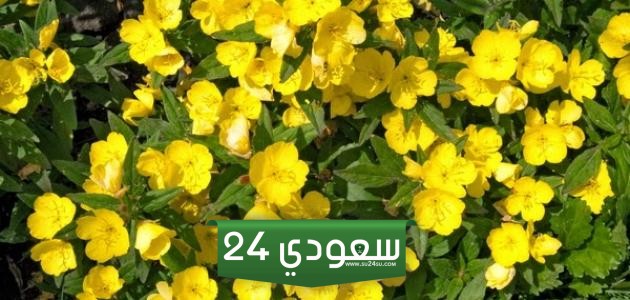 فوائد زهرة الربيع المسائية