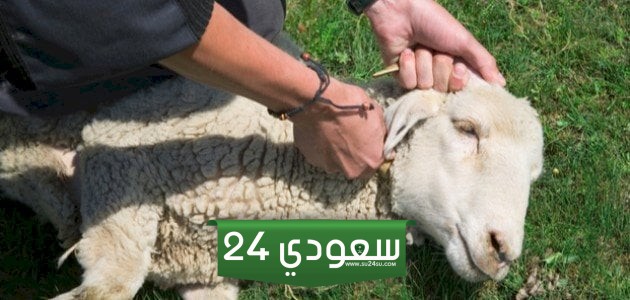 منافذ وزارة الزراعة لحجز أضاحى عيد الأضحى 2024