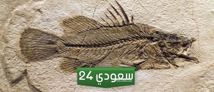 بقايا أو آثار حيوان أو نبات كان يعيش في الماضي يسمى…