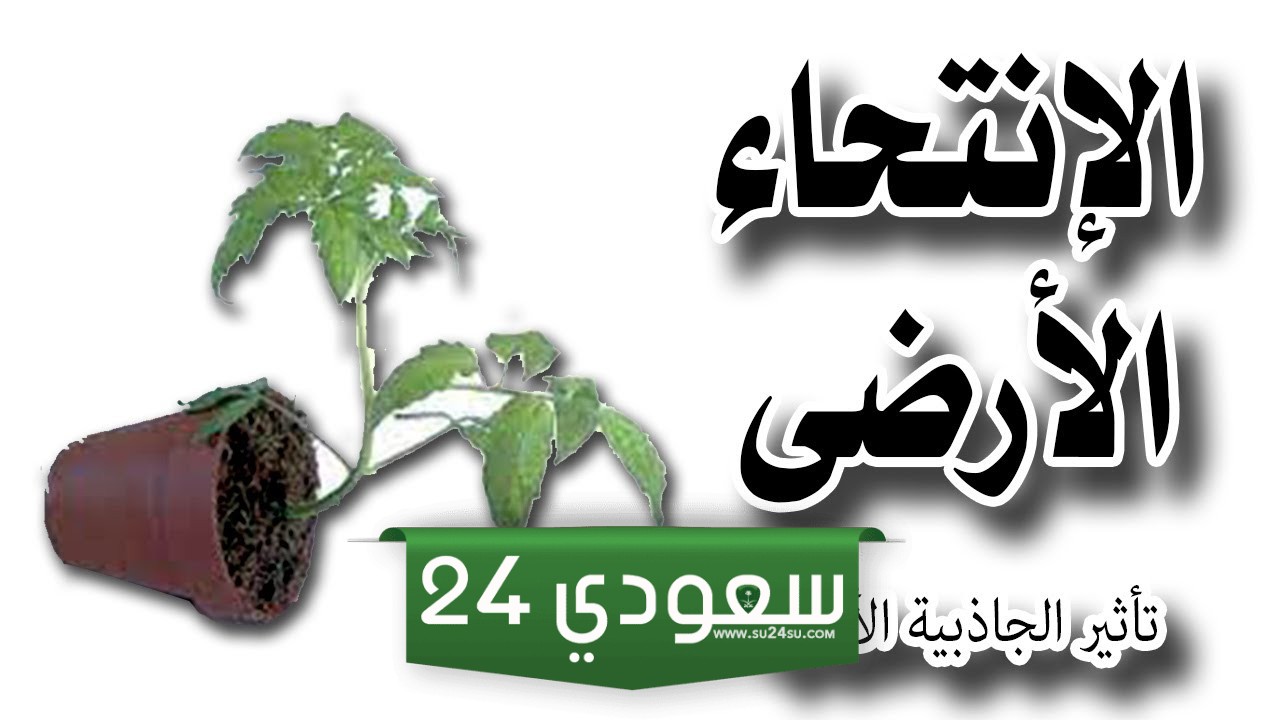 الانتحاء الأرضي سببه وفرة الماء. صواب خطأ