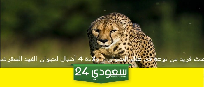 حدث فريد من نوعه فى عالم الحيوان …ولادة 4 أشبال لحيوان الفهد المنقرض