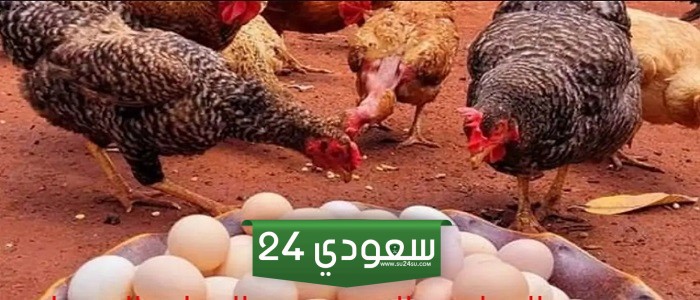 بورصة الدواجن اليوم سعر الفراخ البيضاء والبيض الأربعاء 24 يوليو 2024 بالأسواق المصرية