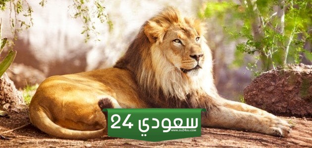 تفسير حلم الأسد يهاجمني ويطاردني وانا اهرب منه