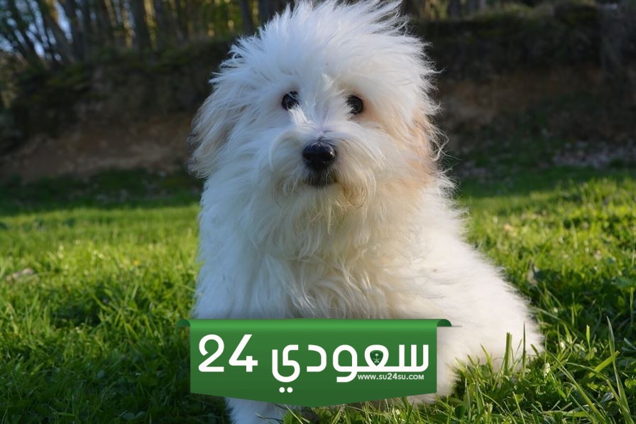 سعر الكلب اللولو وطريقة تربيته الصحيحة