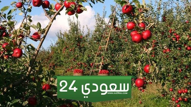 وظائف موسمية في بريطانيا متاحة الآن تناسب جميع المهارات!