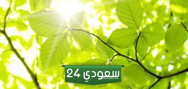 ينتج عن عملية البناء الضوئي السكر صواب ام خطا