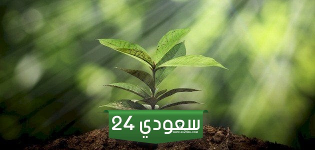 اذاعة عن الكلمة الطيبة