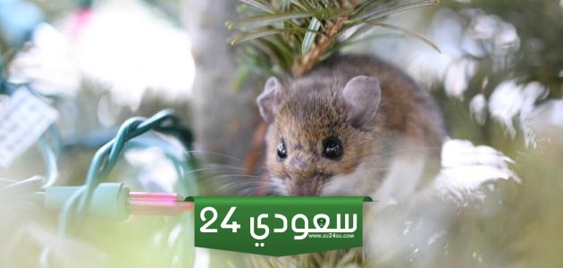 تفسير رؤية الفئران في المنام للمتزوجة