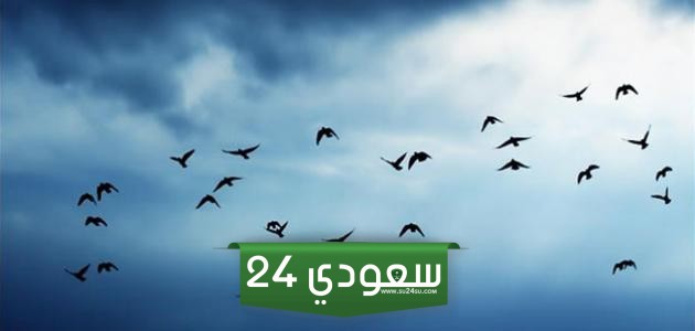 جدول هجرة الطيور 1446 pdf