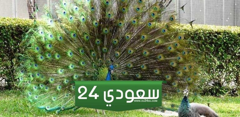 حيوان بحرف الطاء " ط" أسماء الحيوانات حول العالم