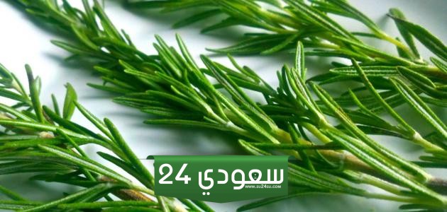 تجربتي مع إكليل الجبل للقولون والتخلص من آلام المعدة
