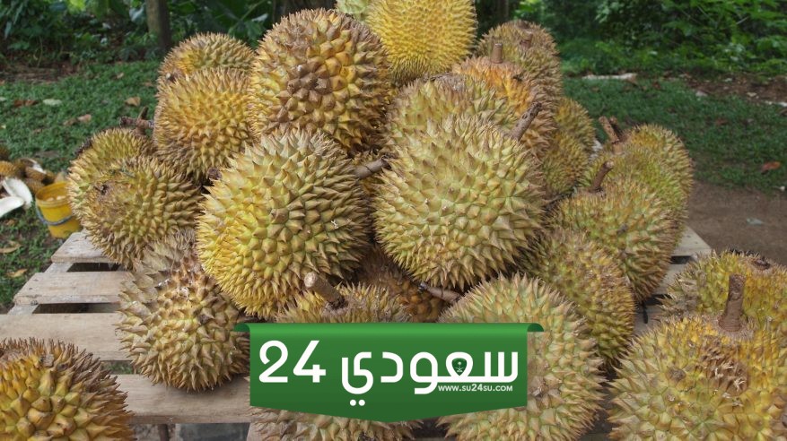 فاكهة الدوريان في السعودية