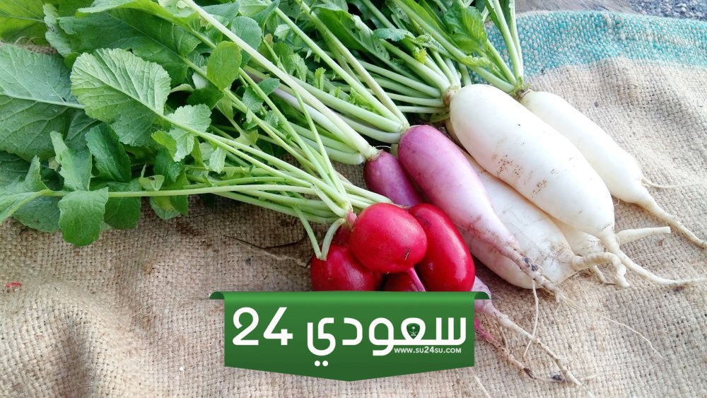 فوائد الفجل المذهلة لصحة الجسم وكيفية الإستفادة منه وطريقة إستخدامه الصحيحة