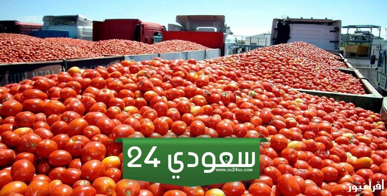 ما هي اسعار الطماطم اليوم الأحد 22 سبتمبر 2024 في الأسواق المصرية؟