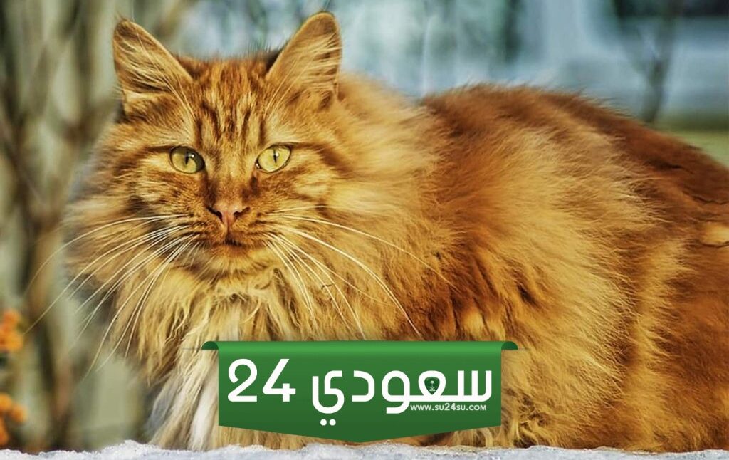 افضل أسماء قطط ومعانيها 2025