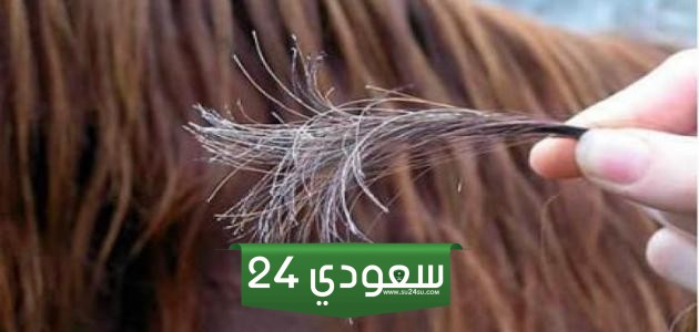 تجربتي في علاج تقصف الشعر الشديد وطريقة علاجه النهائية