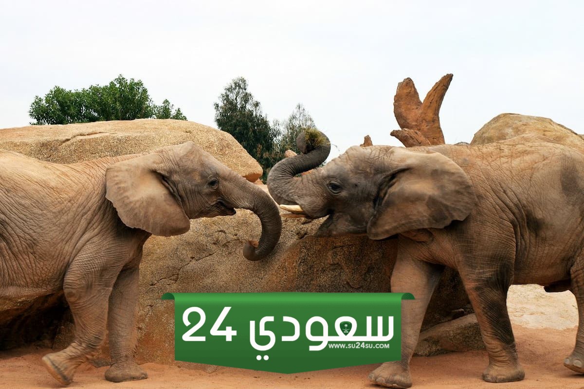 تفسير رؤية قطيع الفيلة