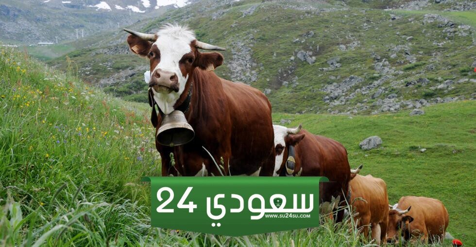 العمل في رعاية الأبقار في سويسرا: استمتع بالحياة الريفية والرواتب المجزية