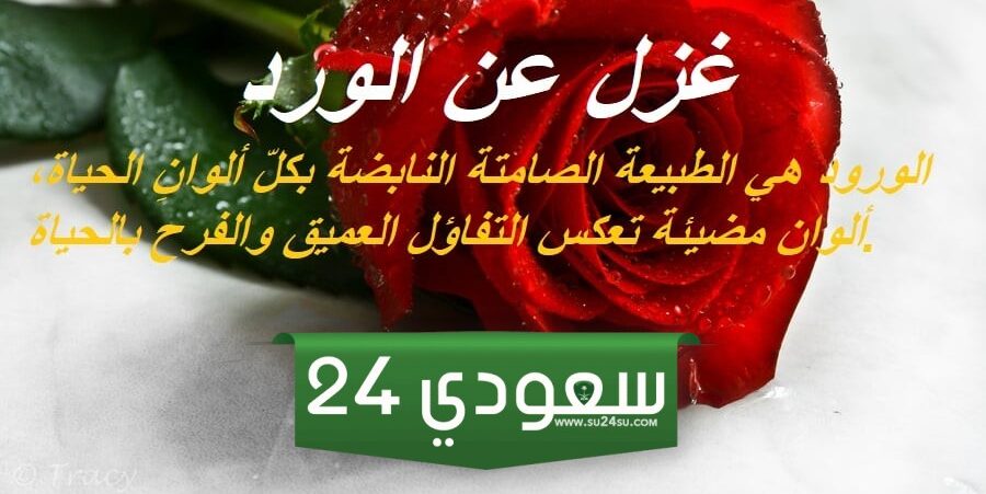 كلام غزل عن الورد وأجمل ما قيل في حب الورد الأحمر