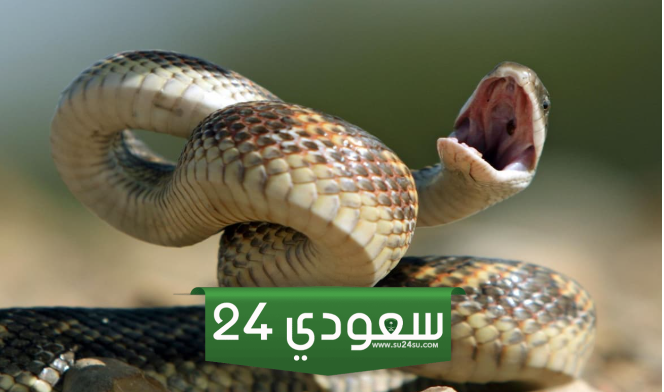 تفسير رؤية الثعبان في المنام للعزباء