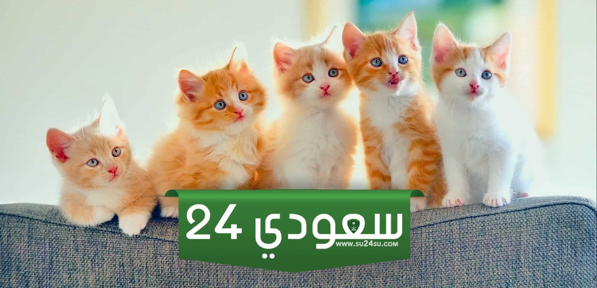 وش معنى هره بالعماني