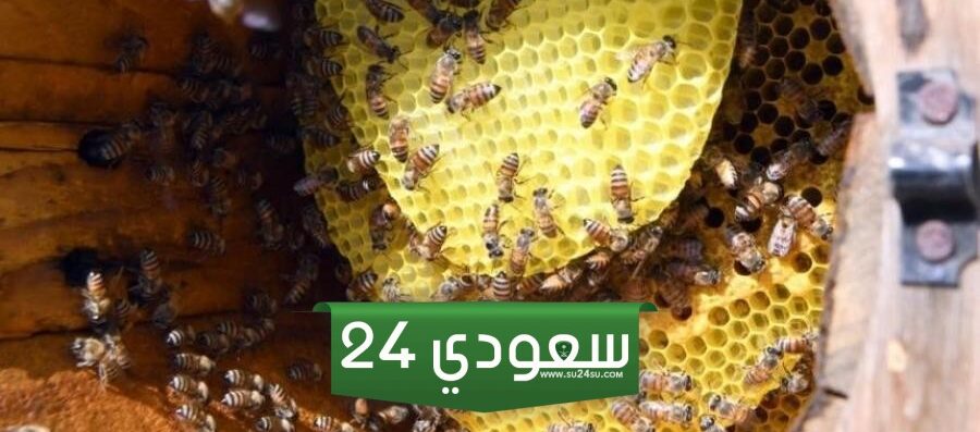 160 ألف زهرة استقبال شحنات عسل السدر عالٍ الجودة