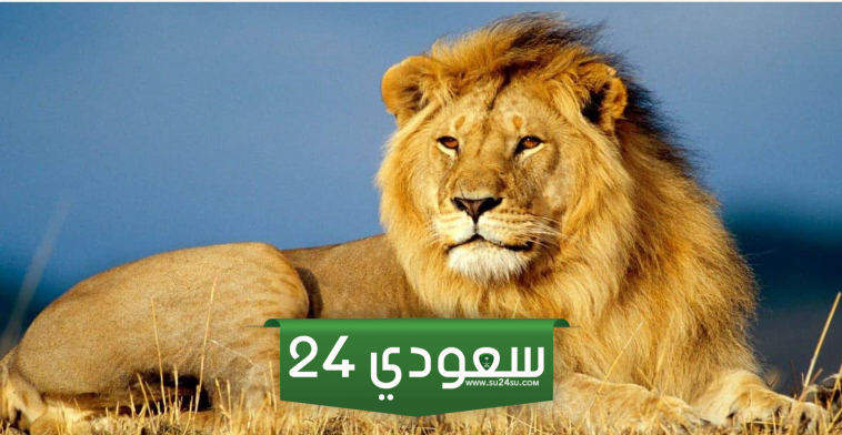 تفسير رؤية الأسد الأليف في المنام